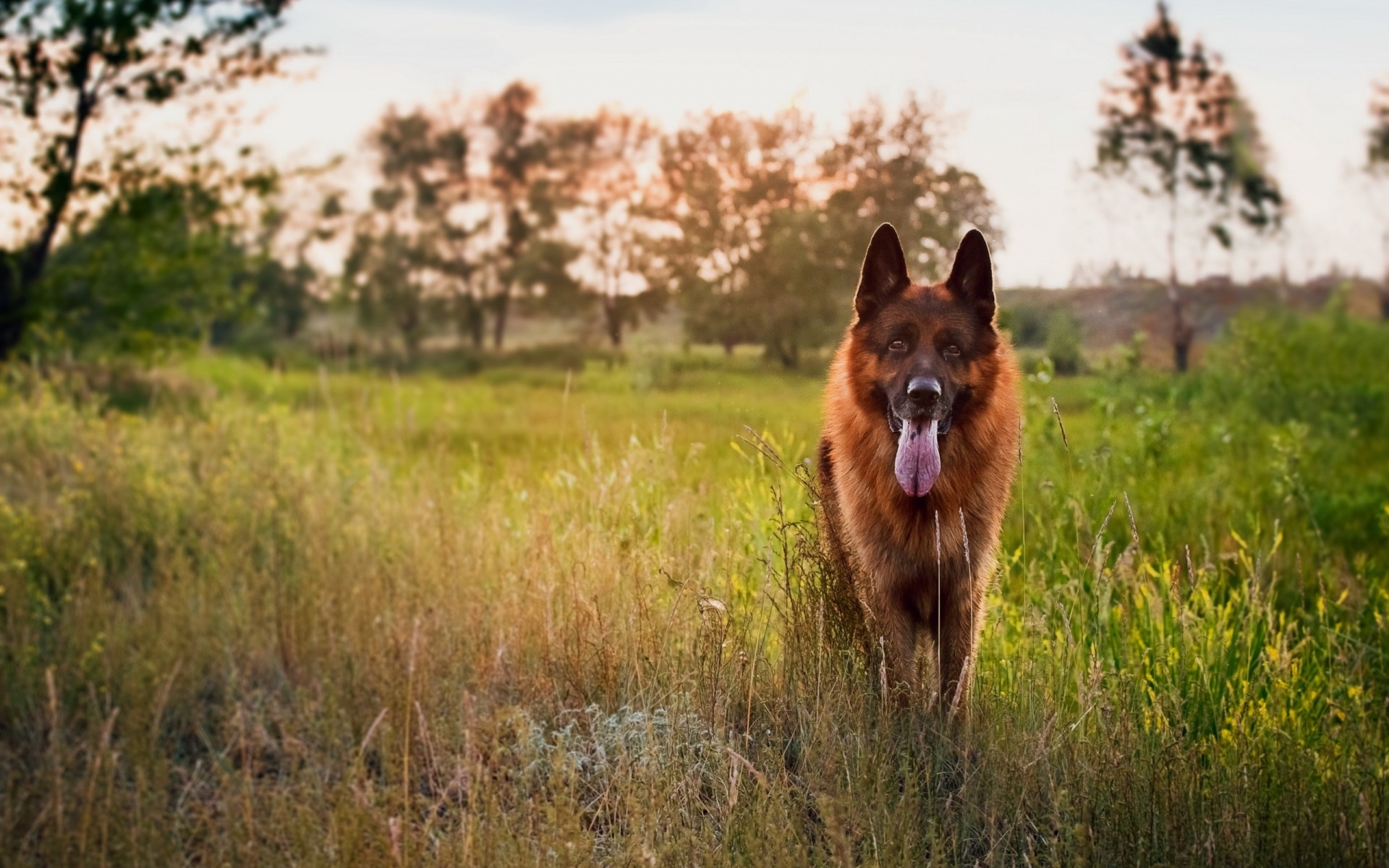 dog other german shepherd