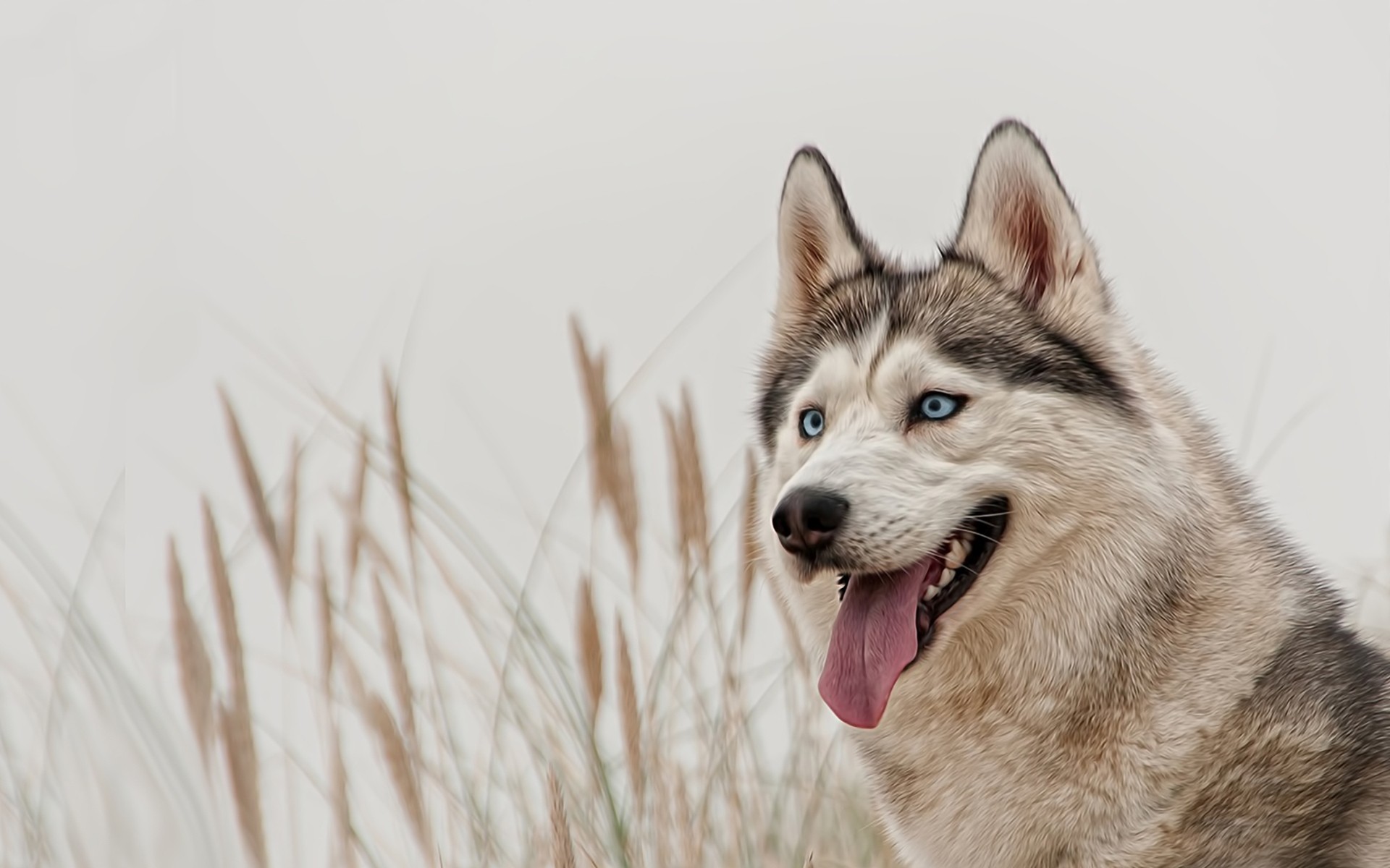 race husky yeux bleus chiens vue