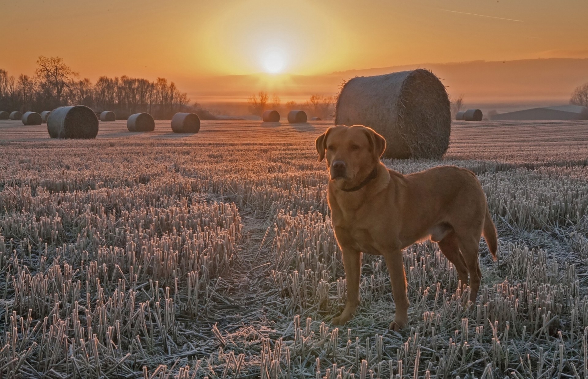 the field dog frost sunset stubble