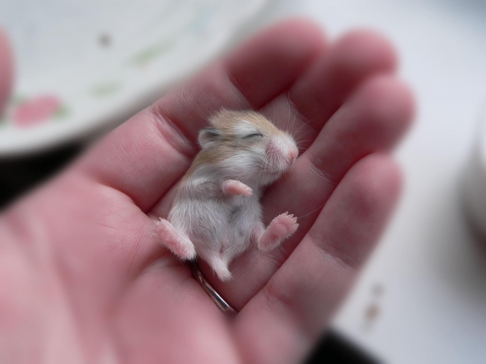 close up baby rodent