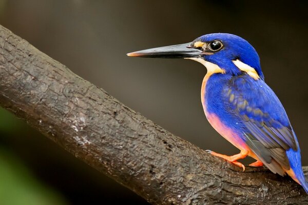 The kingfisher has a big beak