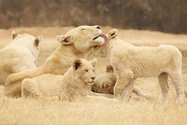 La mamma Leonessa si diverte con i cuccioli di leone