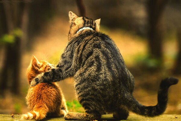 A red kitten and a gray cat became friends