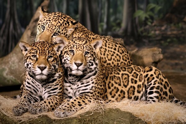 A family of predatory and noble jaguars