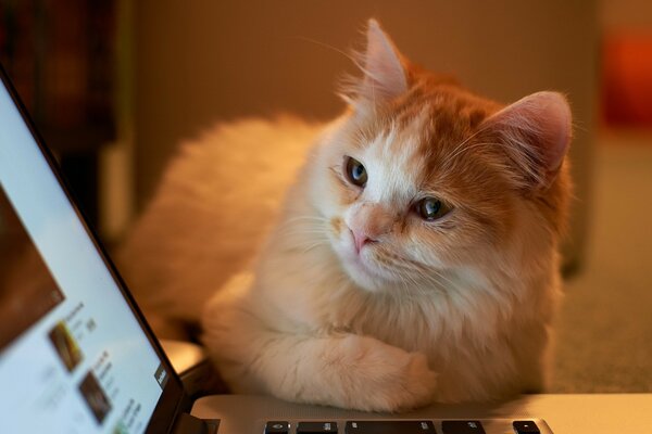 Le chat étudie attentivement la tablette