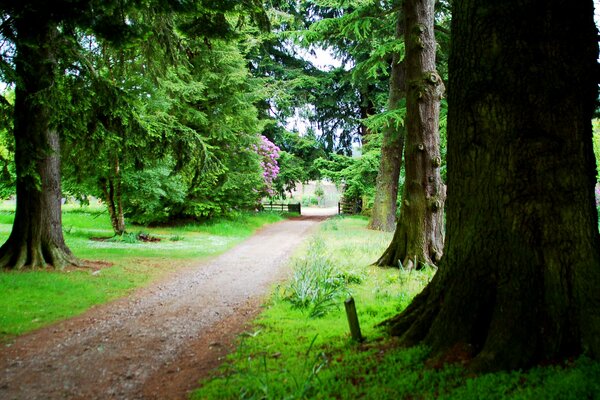 Sentiero nella foresta tra gli alberi