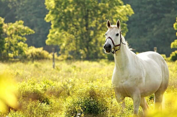 Nature and animals. A horse on a walk in a green meadow