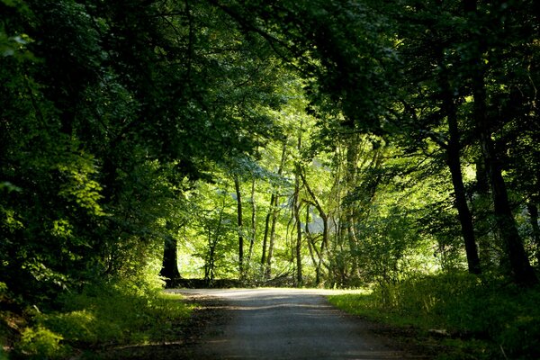 The road runs along the forest