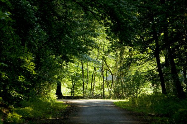 Дорога стелится вдоль леса