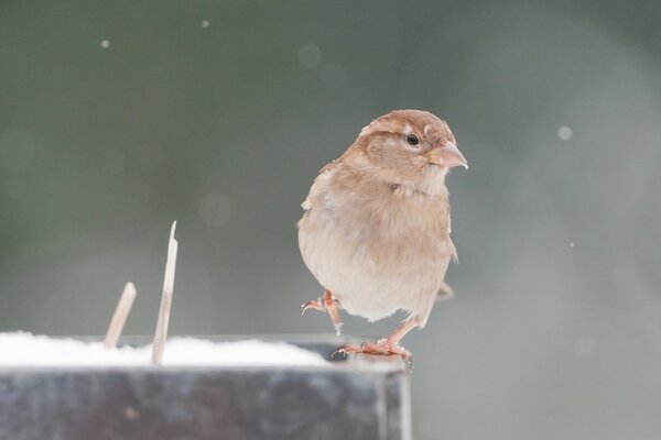 Regard propre de moineau sur fond gris