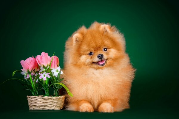 Flauschiger Hund mit einem Korb voller Blumen