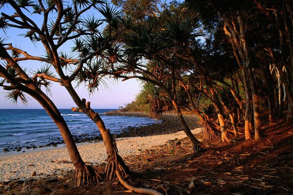 Árboles con raíces en la playa del mar