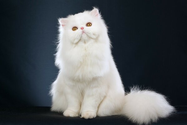 White cat on a black background