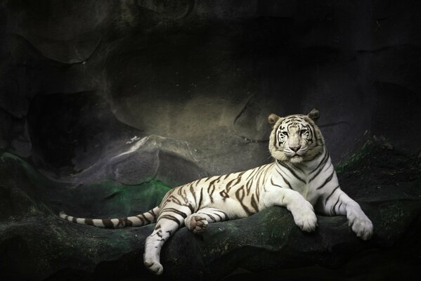 The white tiger lies on the rocks