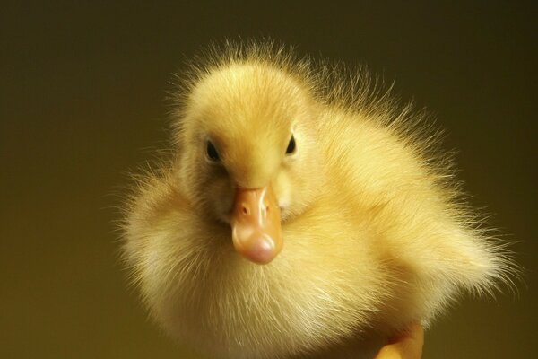 Pequeño patito amarillo lindo