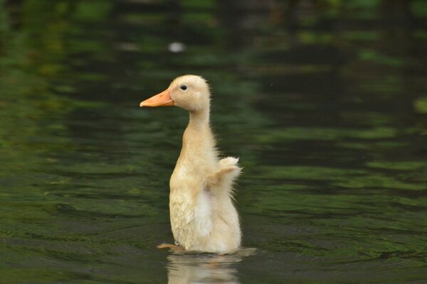 Ein Küken steht auf dem Wasser