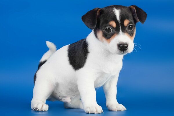 Chiot noir et blanc sur fond bleu