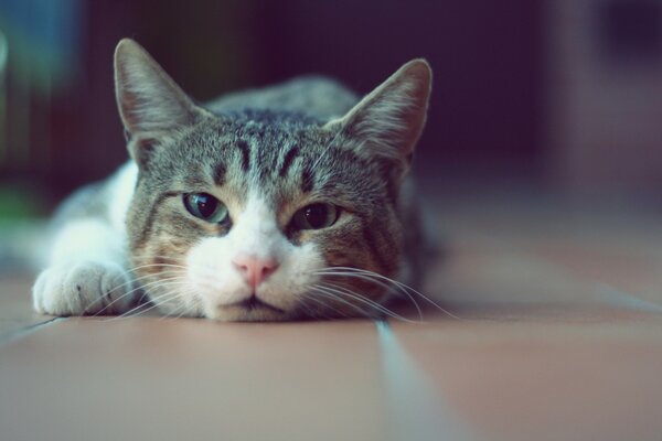 Gato cansado en el Suelo