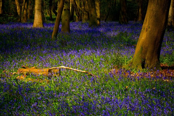 Fleurs et herbe dans la forêt