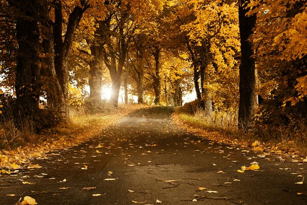 Goldener Herbst die gelbe Zeit ist gekommen