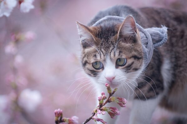 El gato huele una ramita floreciente