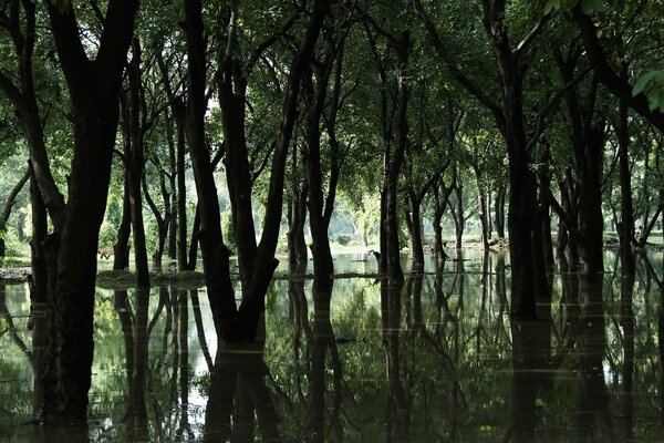 Forest swamp. Trees in the water