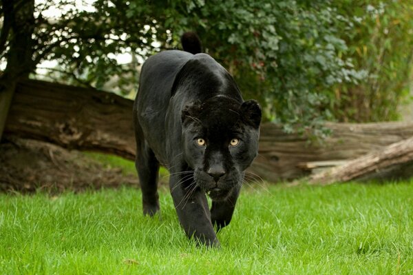 Panthère noire dans la forêt