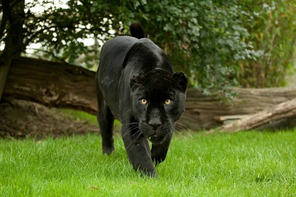 Чёрная пантера в лесу