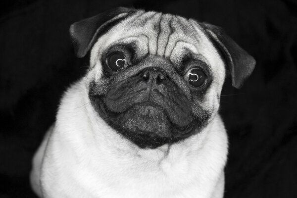 Foto en blanco y negro de un lindo Pug