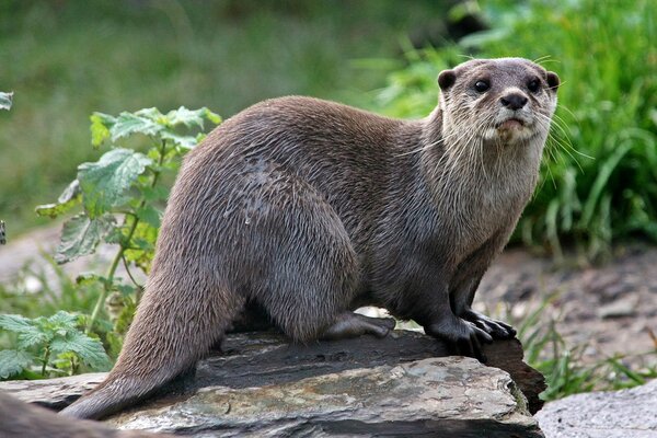 Otter is drying on a large stone