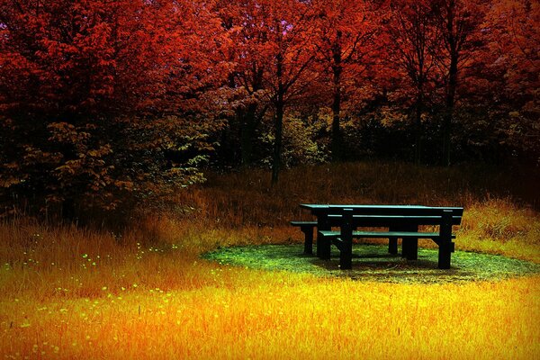 Un banco solitario en un bosque de otoño brillante