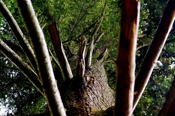 Tronco de árbol grueso con ramas