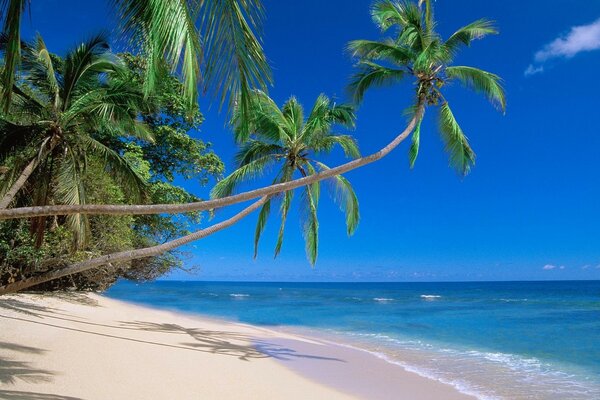 Plage. palmiers, mer bleue, sable blanc