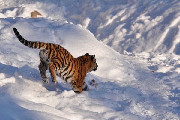 The tiger runs through the snow-white snow