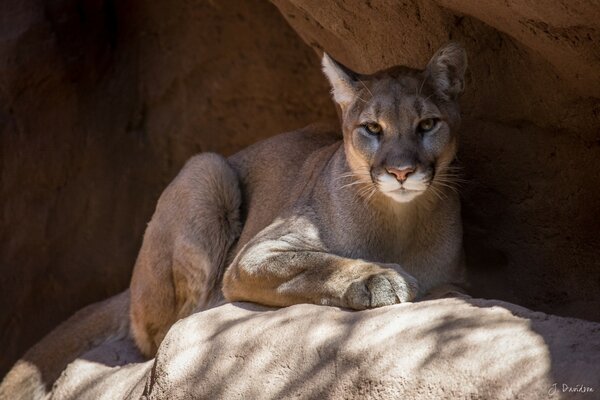Beautiful cougar on the rocks