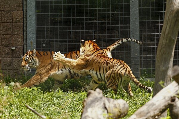 Tigres dans la ruée vers le jeu sauvage