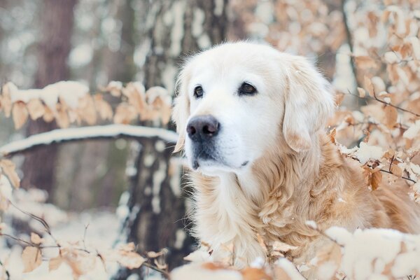 Ein weißer Hund im verschneiten Wald versteckt sich in Zweigen