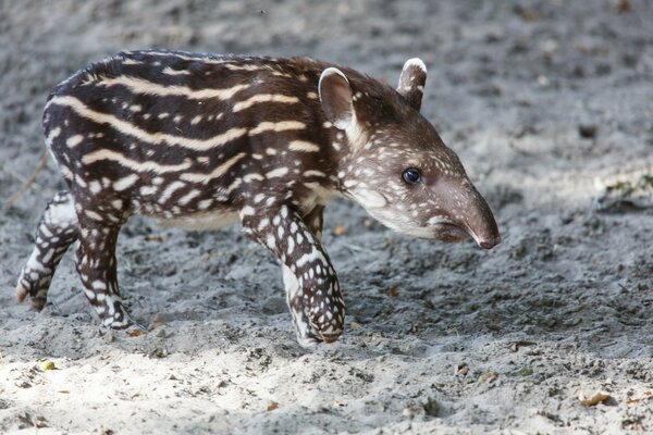 Striped baby anteater on a walk