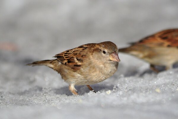 Moineau dans la neige au printemps