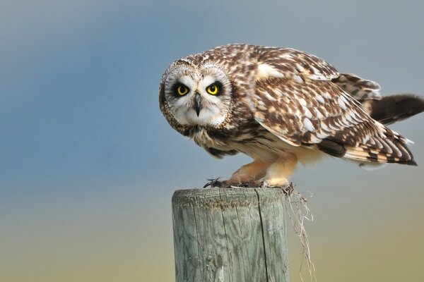 Owl looks into the distance sitting on a pole