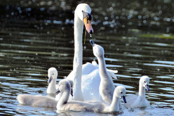 Der Schwan und seine Babys ruhen sich im Wasser aus