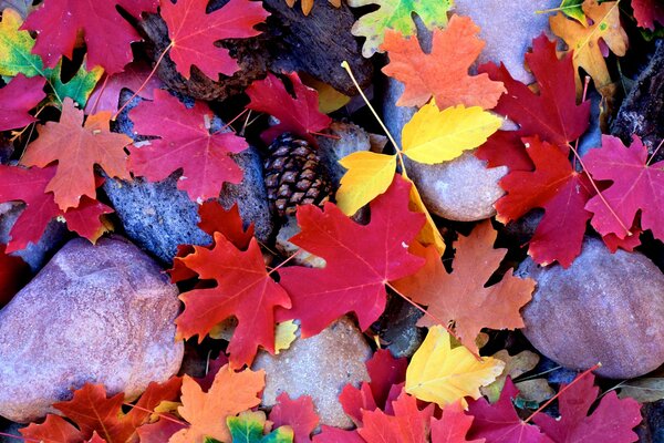 Ahornblätter, Zapfen und Steine im Herbst