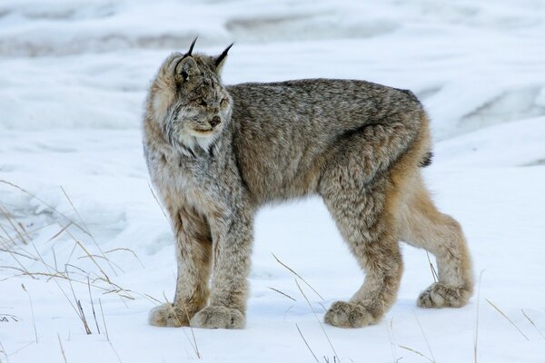 Wild lynx on a snowy field