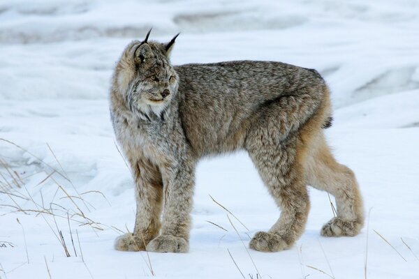 Lynx sauvage sur un champ de neige