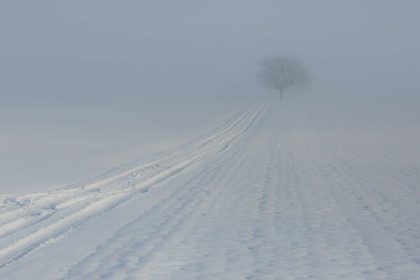 Traces d hiver pendant le brouillard