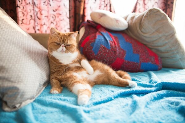 The cat relaxes on the couch