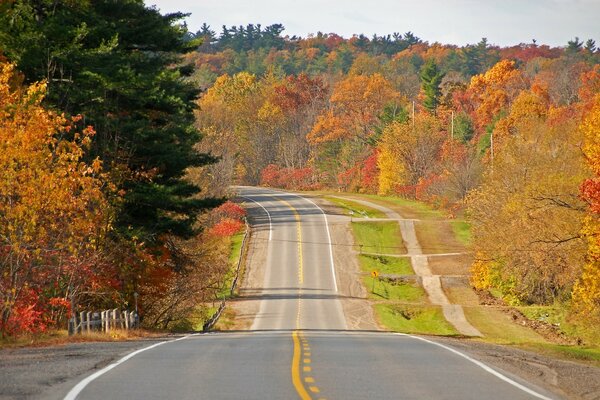 Fond de forêt d automne et les routes