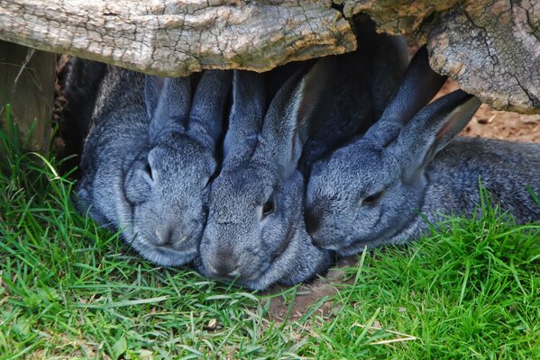 Lapins assis sous la pierre