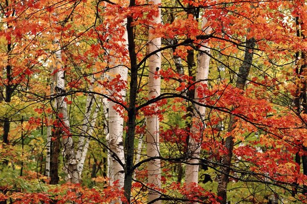 Осенний лес берёза и другие деревья