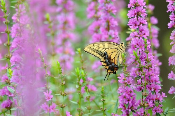 Żółty machaon zbiera nektar na fioletowych kwiatach